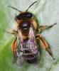 Andrena flavipes